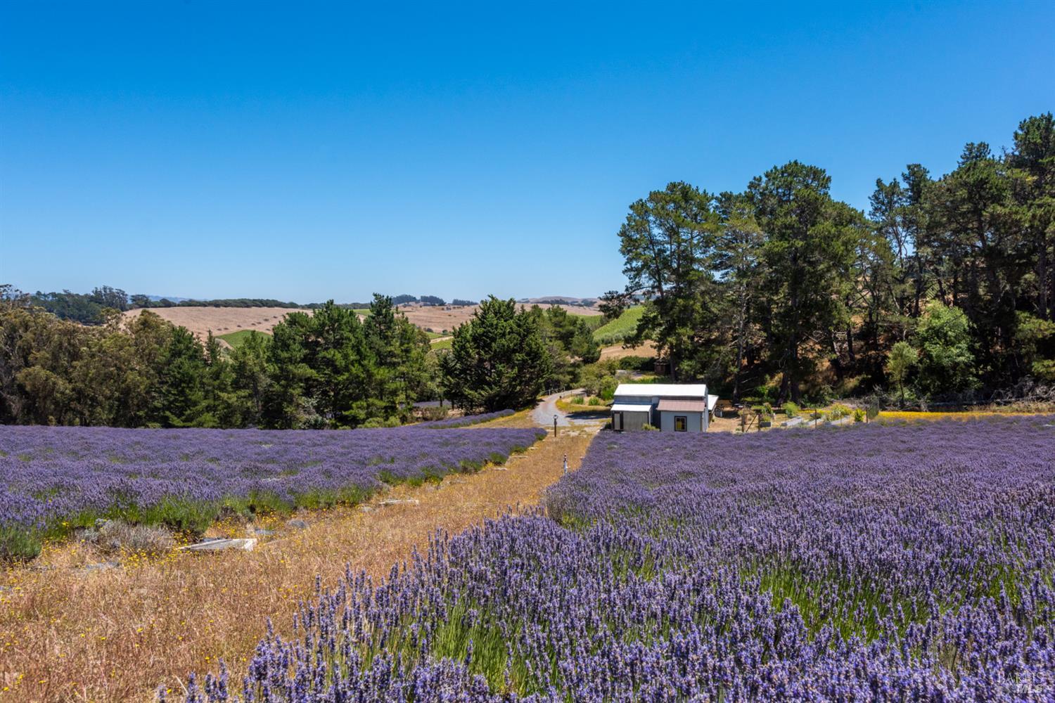 3518 Bloomfield Road Sebastopol CA 95472