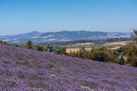 3518 Bloomfield Road Sebastopol CA 95472