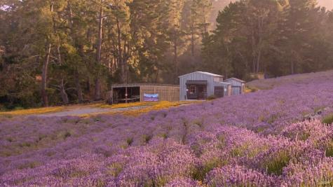 3518 Bloomfield Road Sebastopol CA 95472