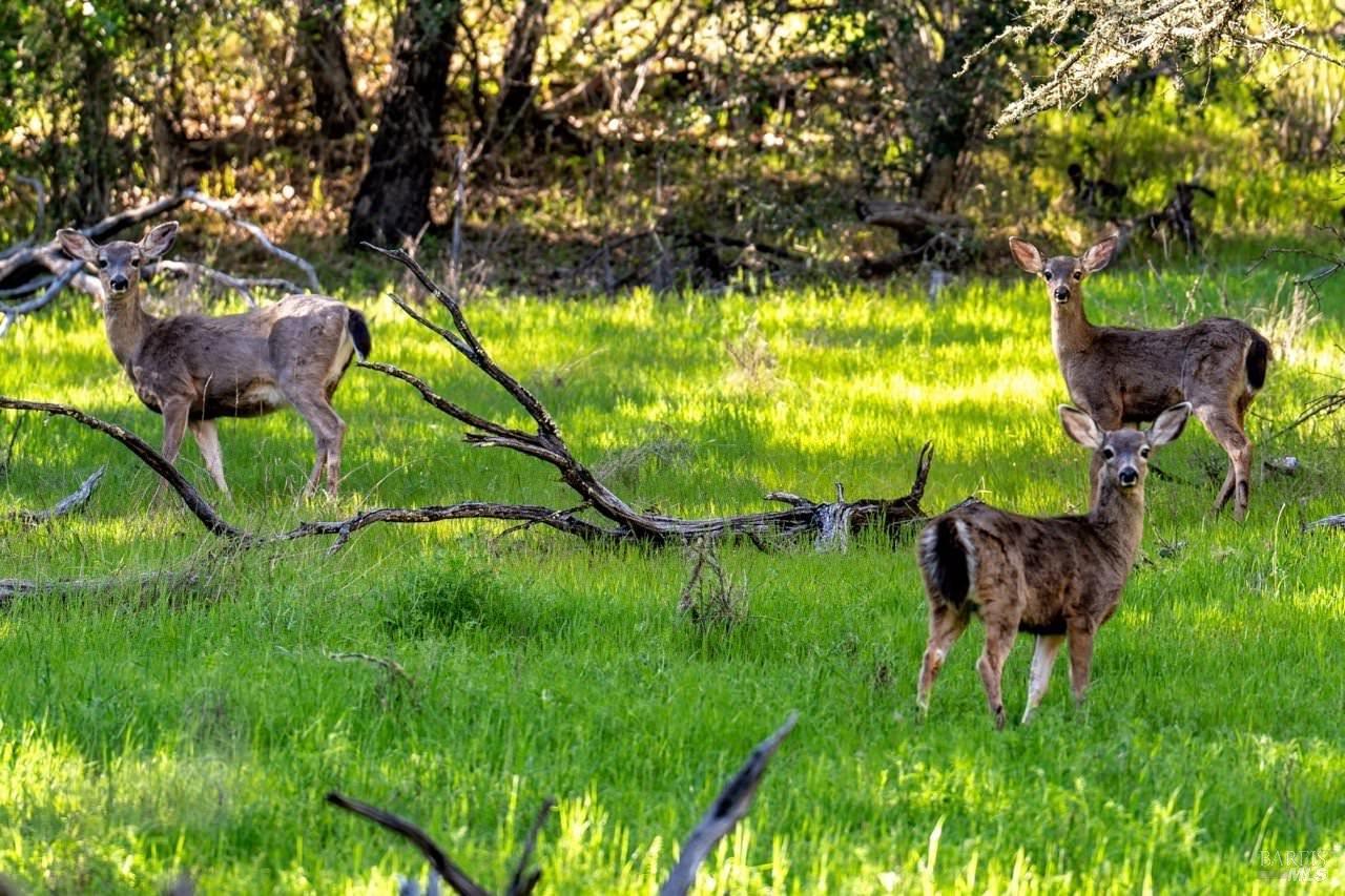 750 Conn Valley Road St. Helena CA 94574