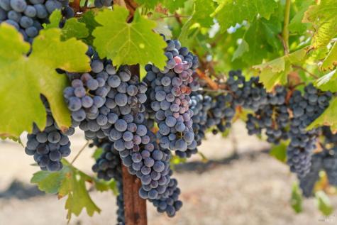 910 Lytton Springs Road Healdsburg CA 95448