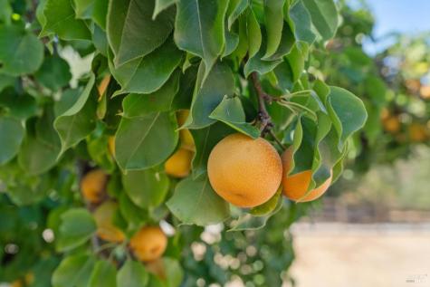 910 Lytton Springs Road Healdsburg CA 95448