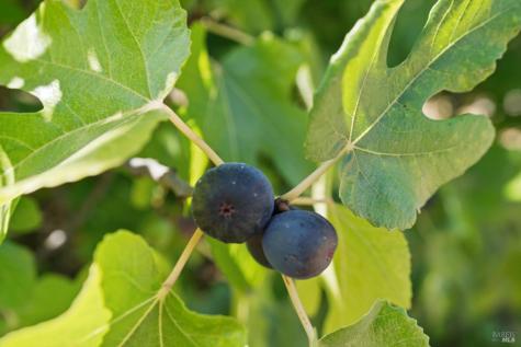 910 Lytton Springs Road Healdsburg CA 95448