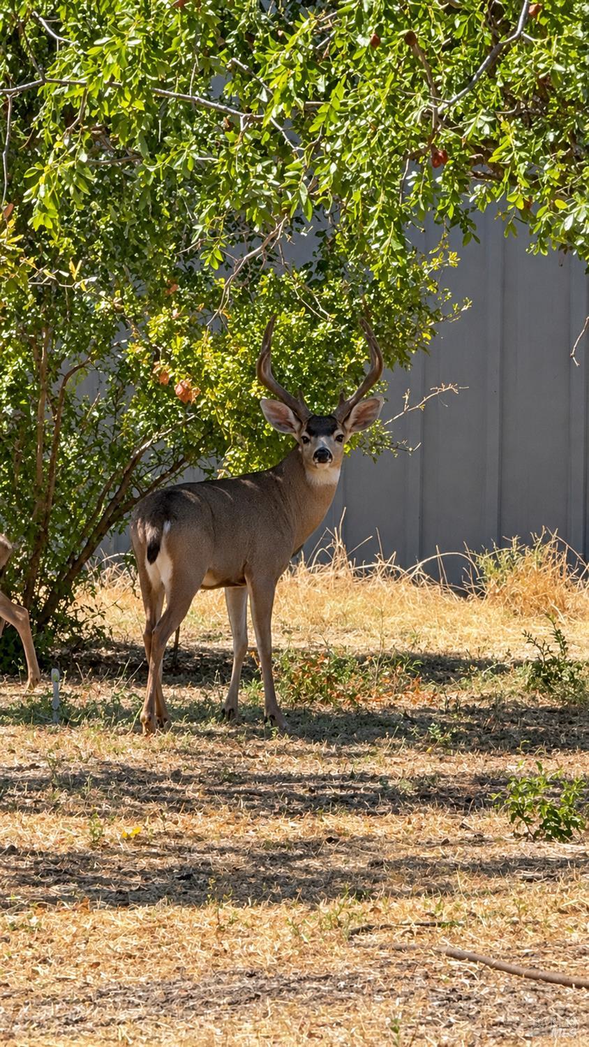 7874 Heather Lane Vacaville CA 95688