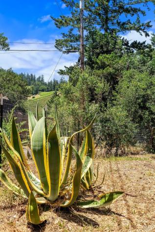 9545 Valle Vista Road Forestville CA 95436