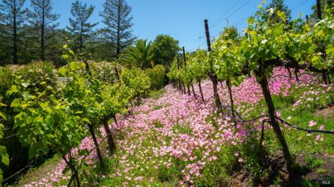 25 Saddle Lane Novato CA 94947