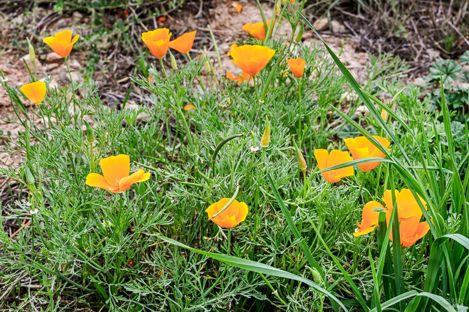 6295 Sonoma Highway Santa Rosa CA 95409