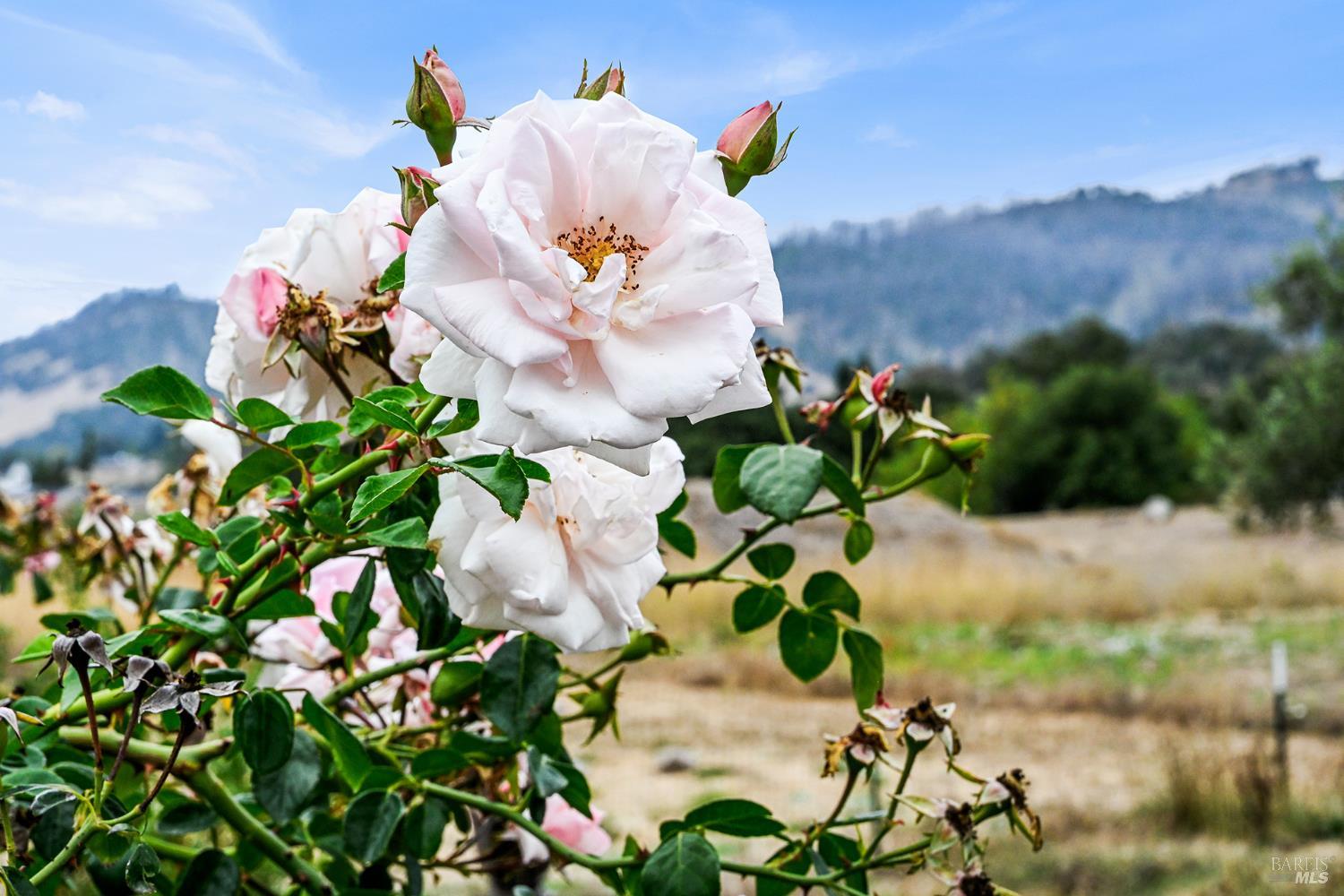6295 Sonoma Highway Santa Rosa CA 95409