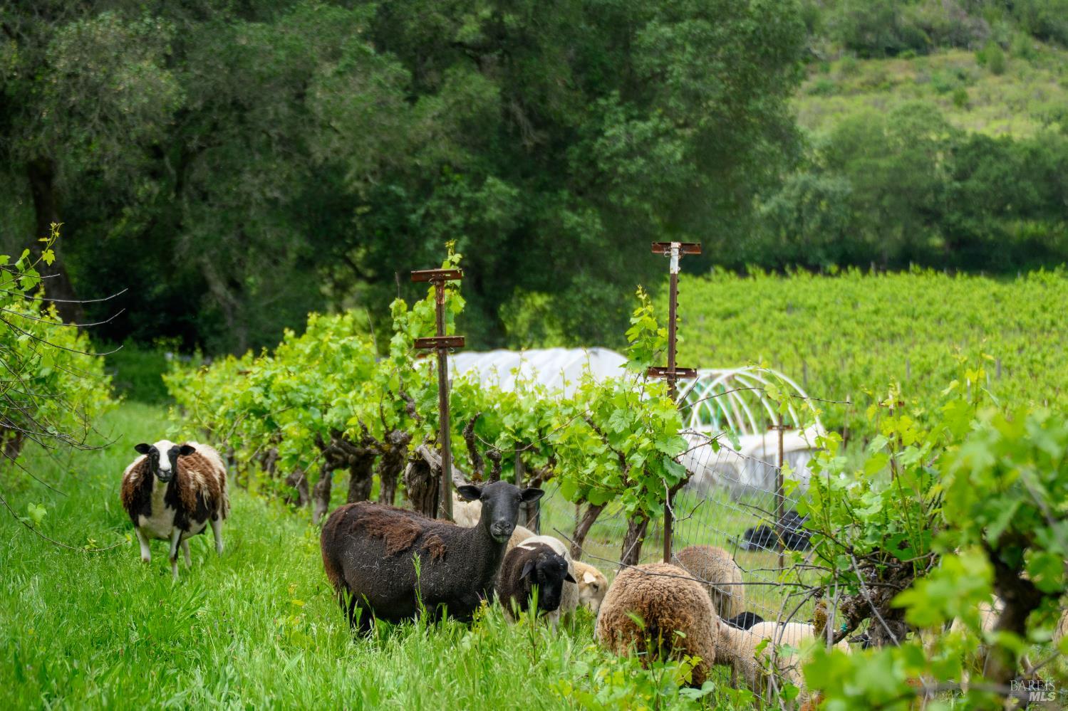 7440 Wild Horse Valley Road Napa CA 94558