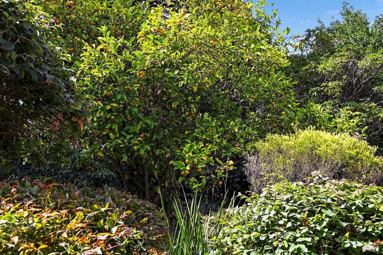 56 Martens Boulevard San Rafael CA 94901