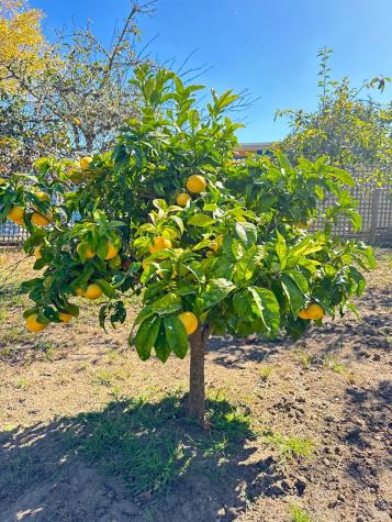 175 Horseshoe Hill Road Bolinas CA 94924