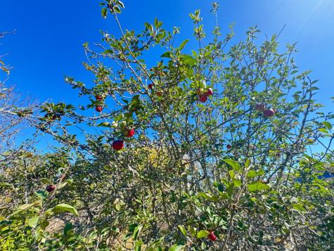 175 Horseshoe Hill Road Bolinas CA 94924