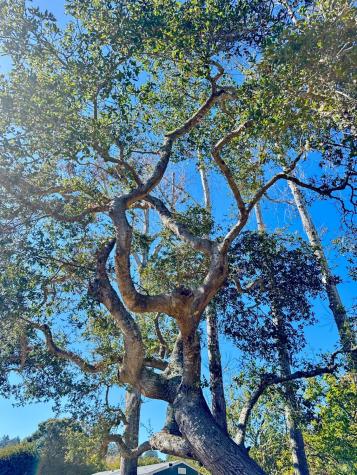 175 Horseshoe Hill Road Bolinas CA 94924