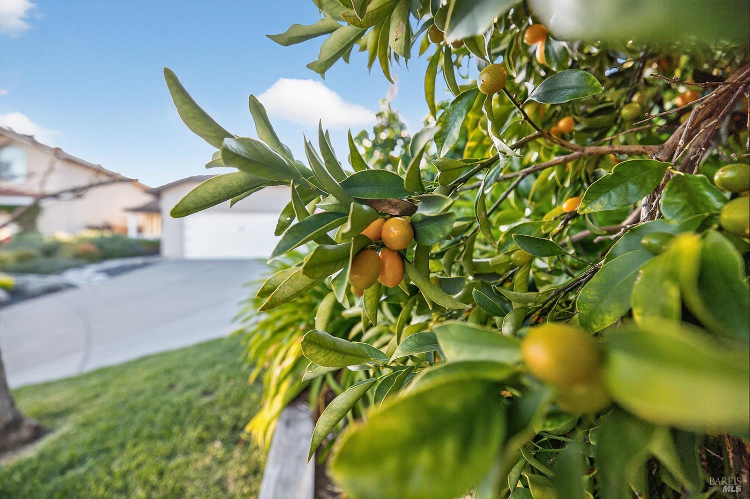 1056 Esparto Court Windsor CA 95492