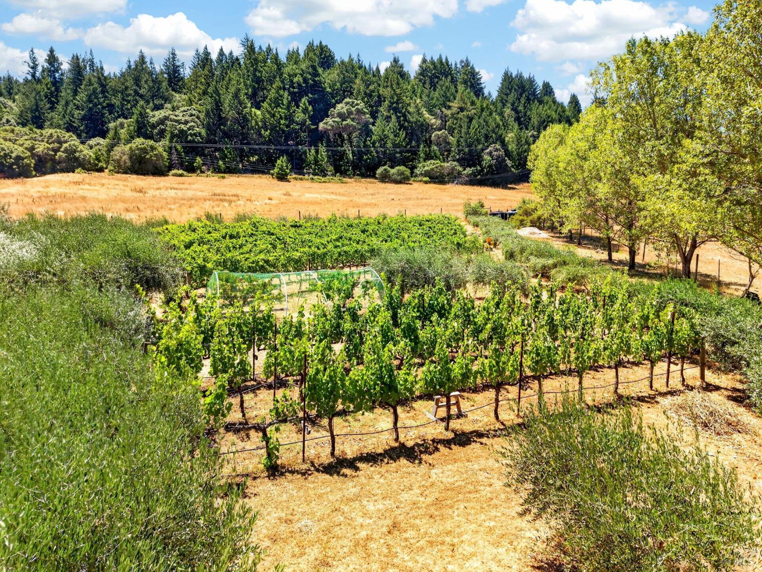 10560 Anderson Valley Way Boonville CA 95415