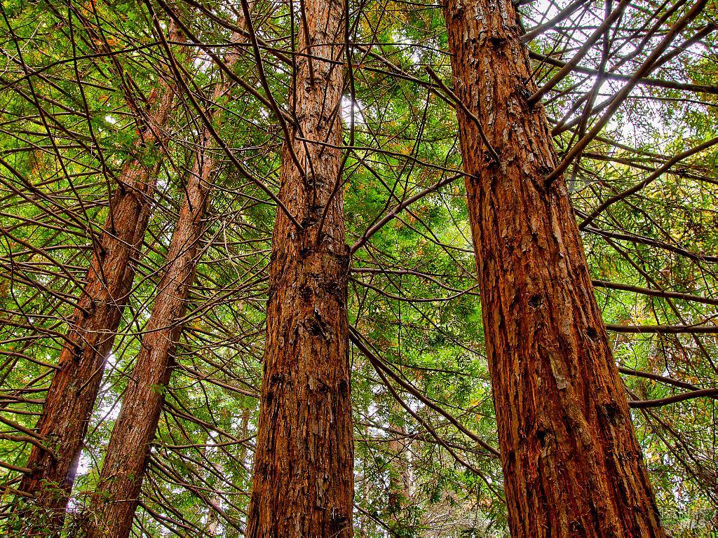 19151 Pine Tree Lane Fort Bragg CA 95437