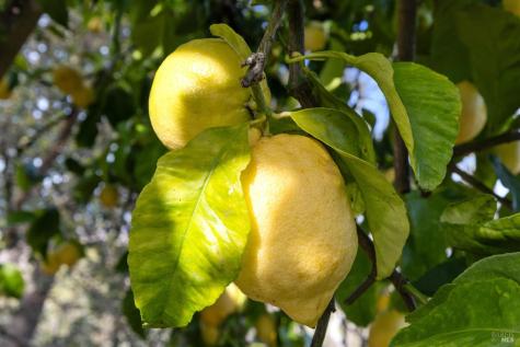 160 Crest Road Novato CA 94945