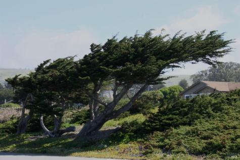 209 Calle Del Sol Bodega Bay CA 94923