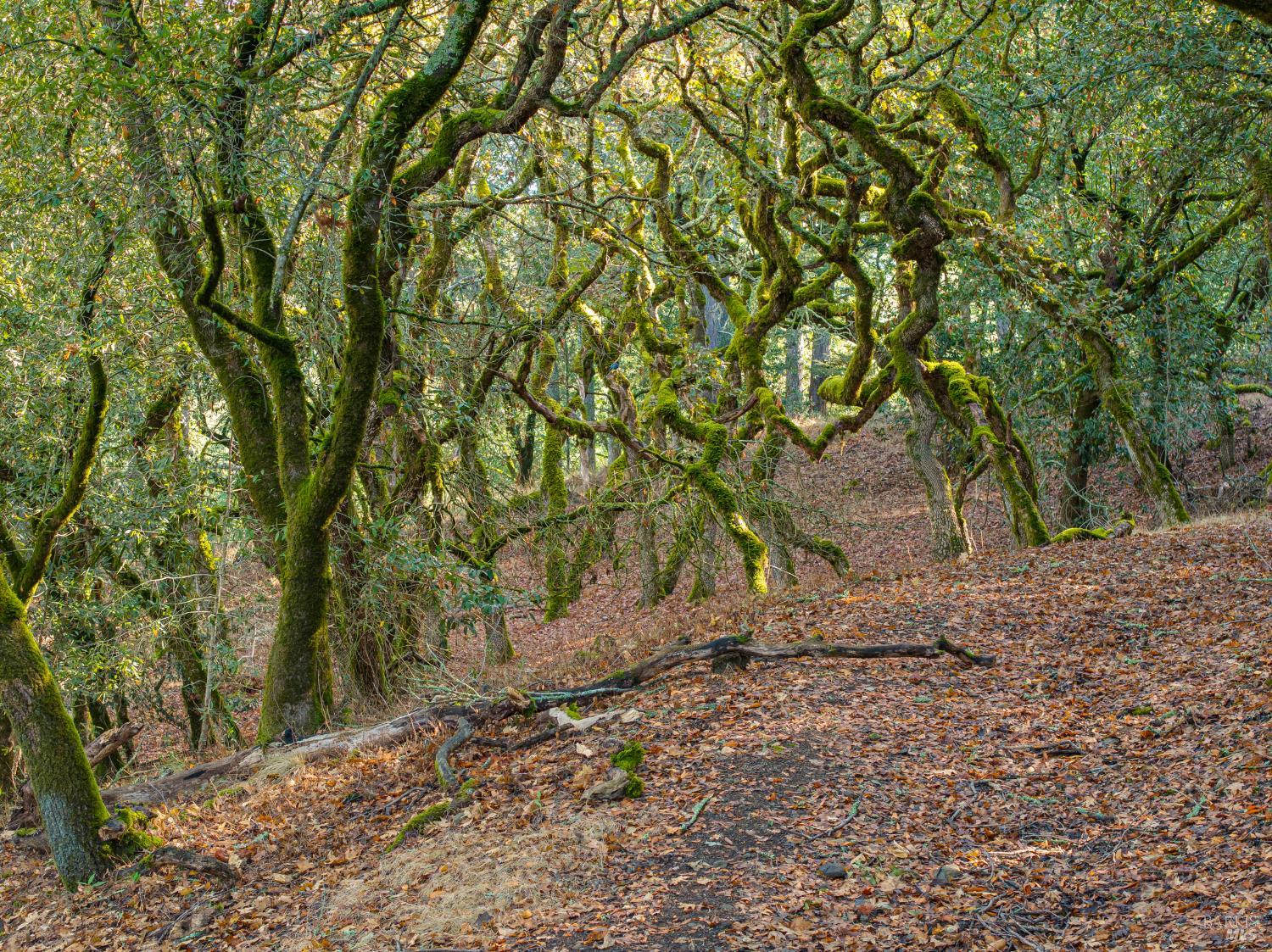 5025 Lichau Road Penngrove CA 94951