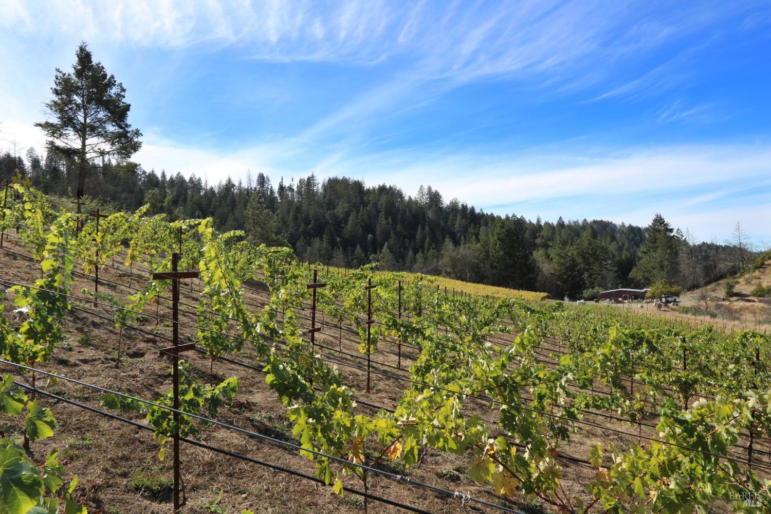 1755 Diamond Mountain Road Calistoga CA 94515