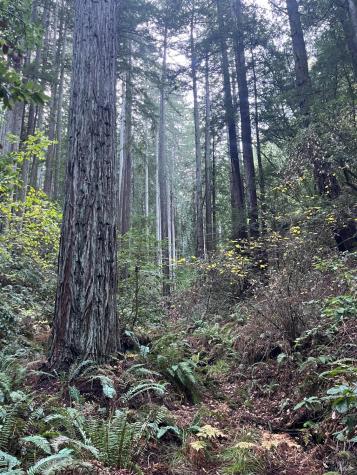 1355 Nicasio Valley Road Nicasio CA 94946