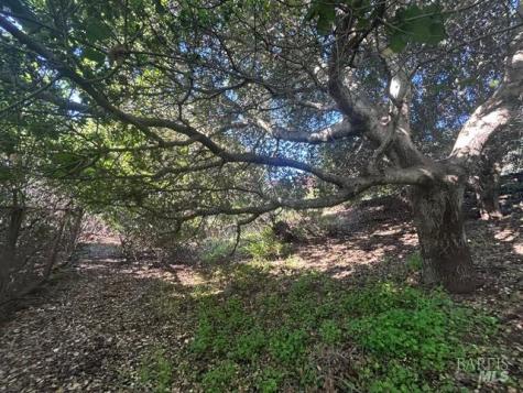 145 Antonette Drive Tiburon CA 94920