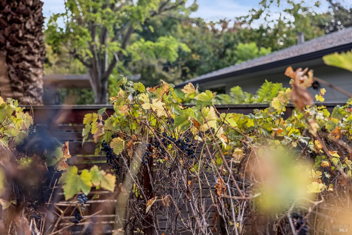 483 E Napa Street Sonoma CA 95476