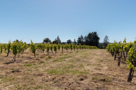 14640 Morelli Lane Sebastopol CA 95472