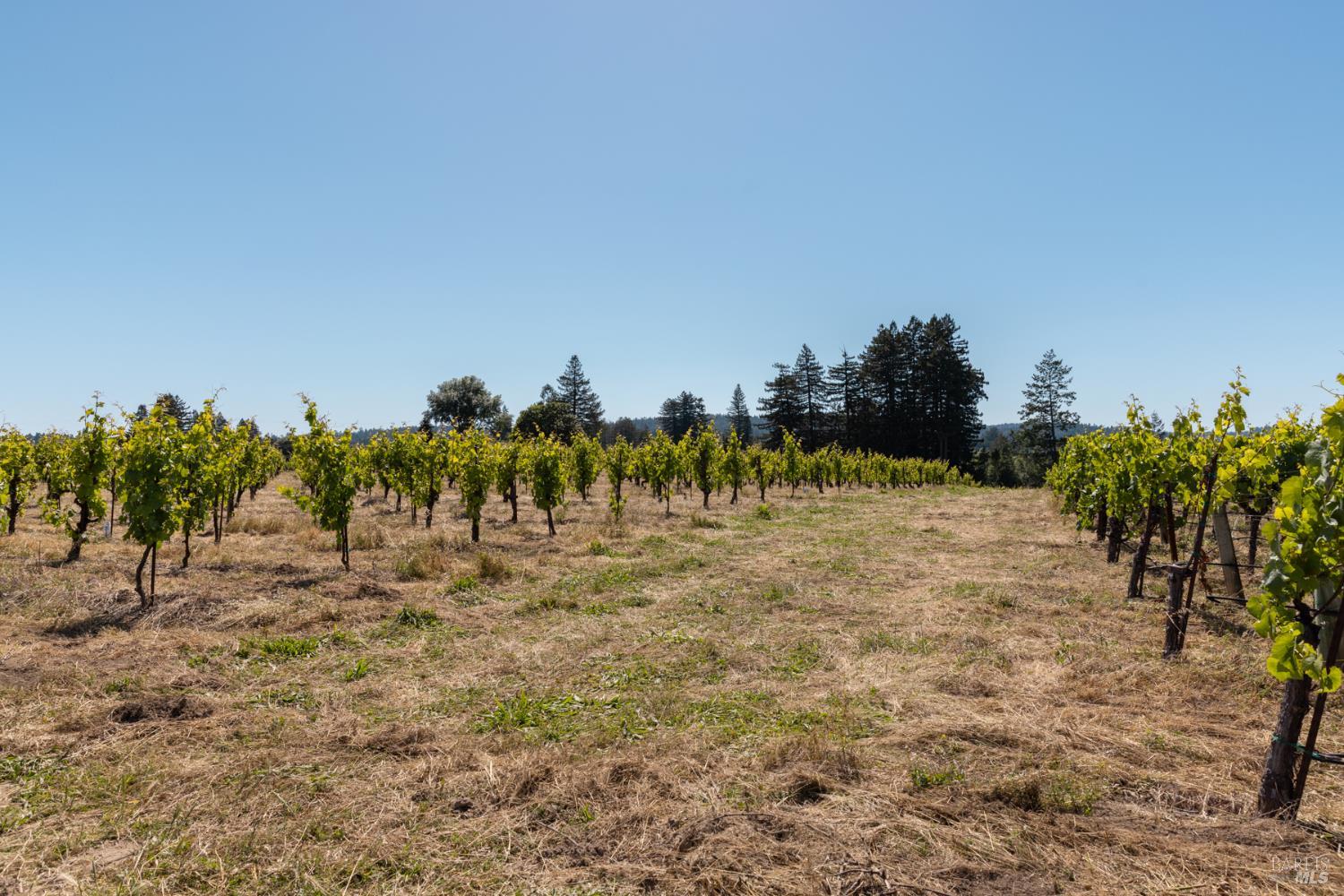 14640 Morelli Lane Sebastopol CA 95472