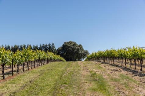 14640 Morelli Lane Sebastopol CA 95472