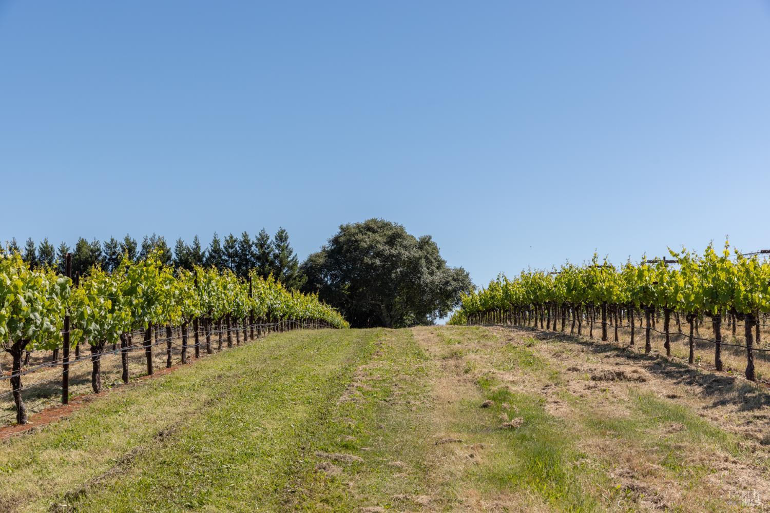 14640 Morelli Lane Sebastopol CA 95472