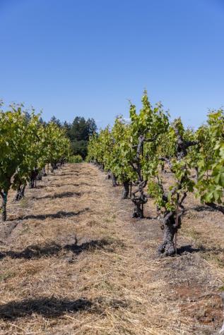14640 Morelli Lane Sebastopol CA 95472