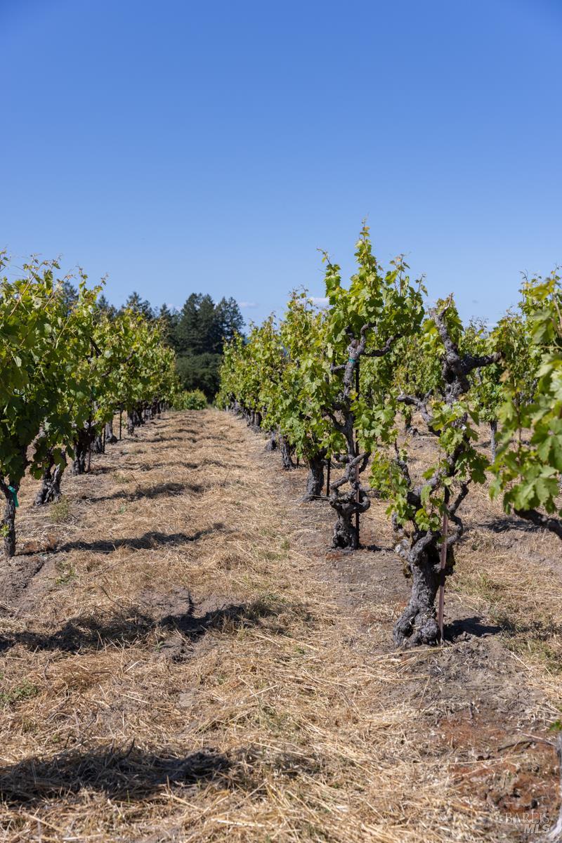 14640 Morelli Lane Sebastopol CA 95472