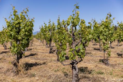 14640 Morelli Lane Sebastopol CA 95472