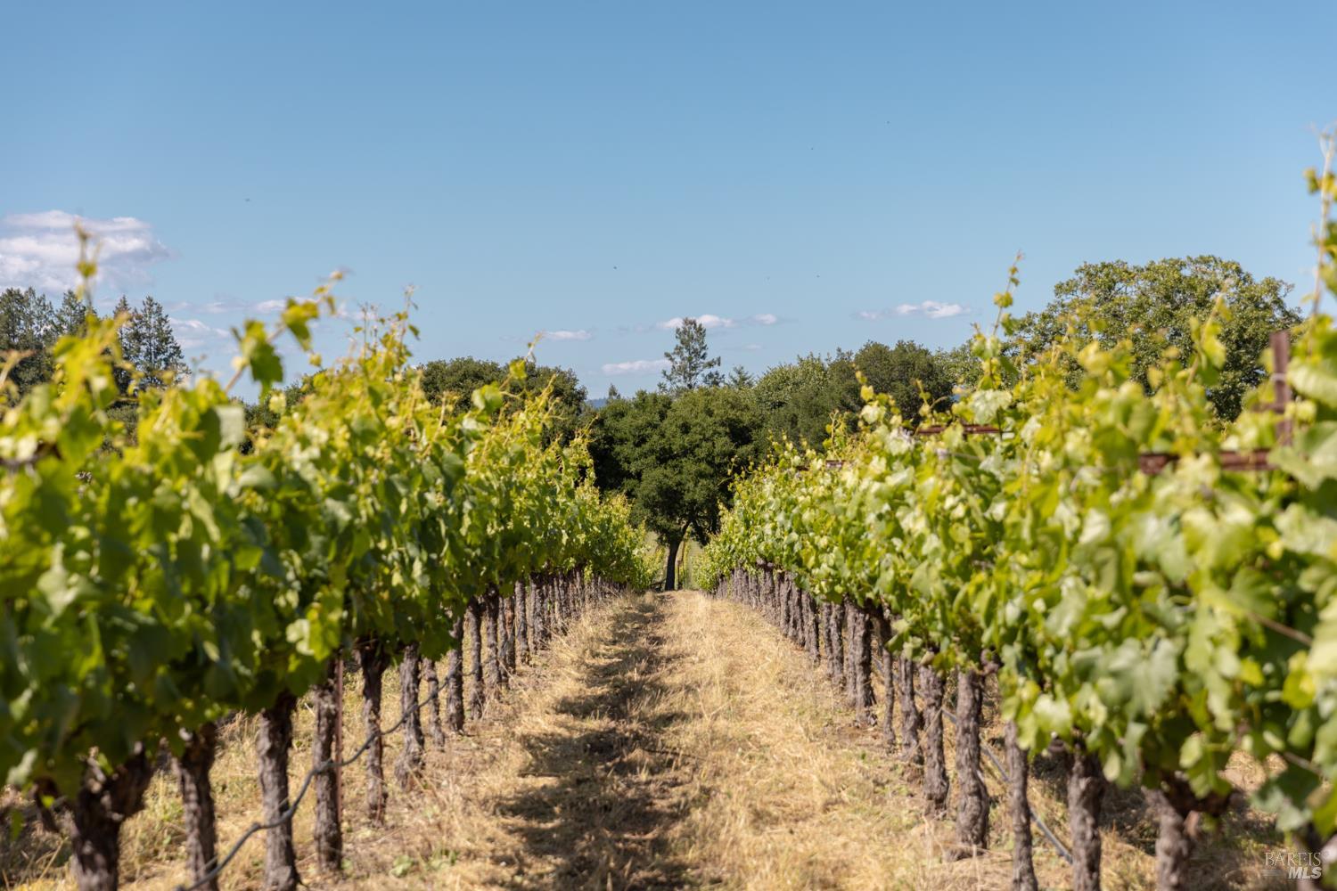 14640 Morelli Lane Sebastopol CA 95472