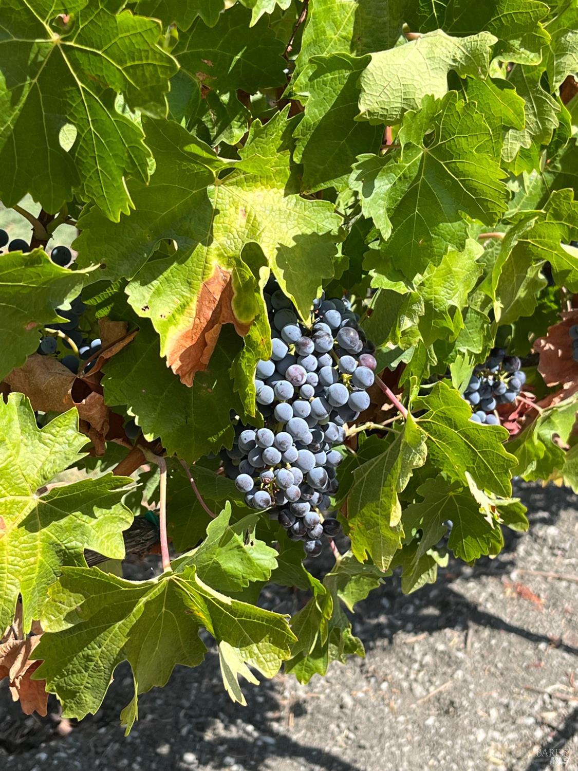 4060 Monticello Road Napa CA 94558