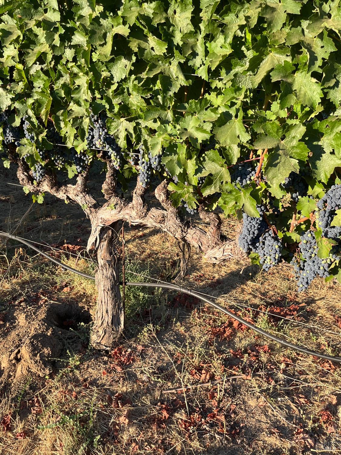 4060 Monticello Road Napa CA 94558