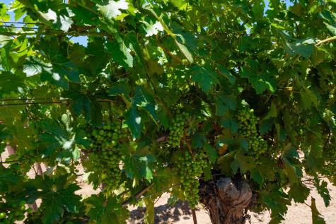 7011 Dry Creek Road Healdsburg CA 95448