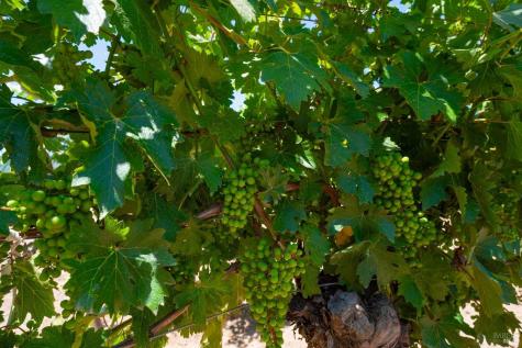 7011 Dry Creek Road Healdsburg CA 95448