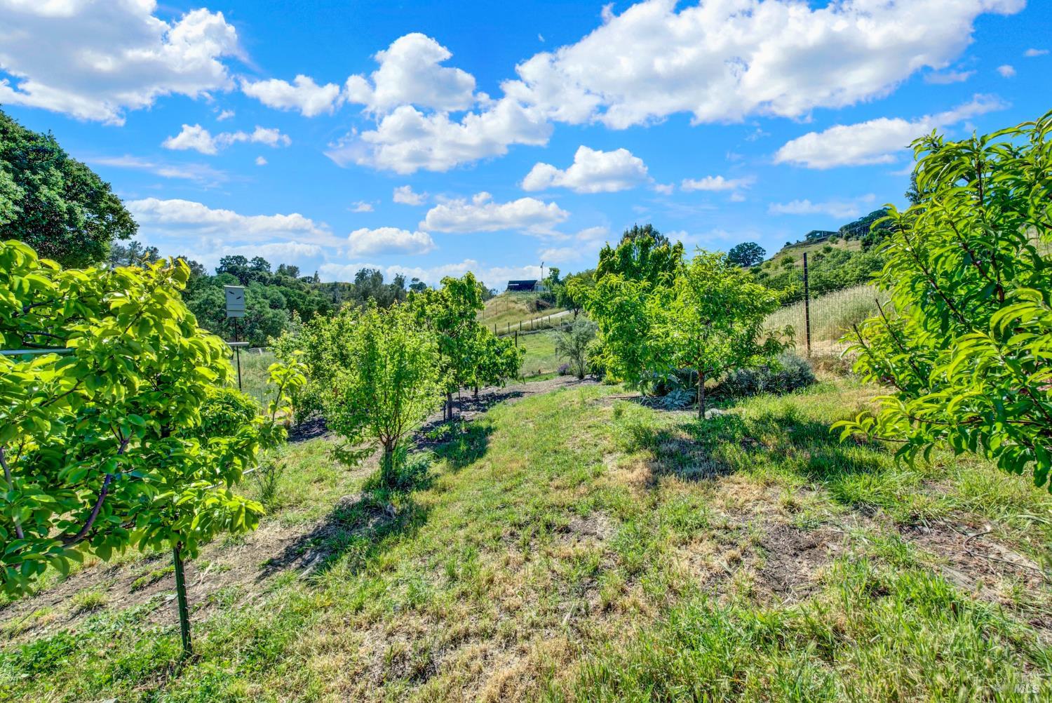 3922 Putah Ridge Trail Winters CA 95694