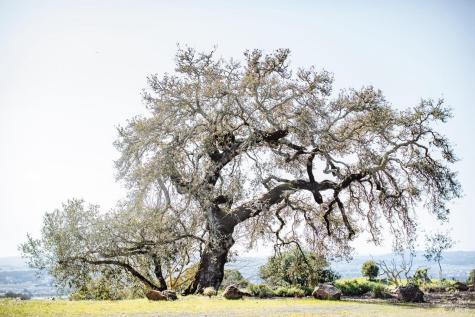 Penngrove CA 94951