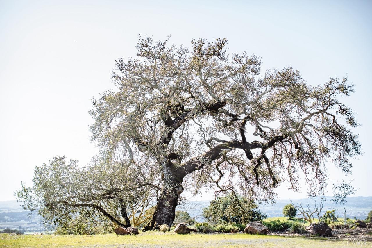 Penngrove CA 94951