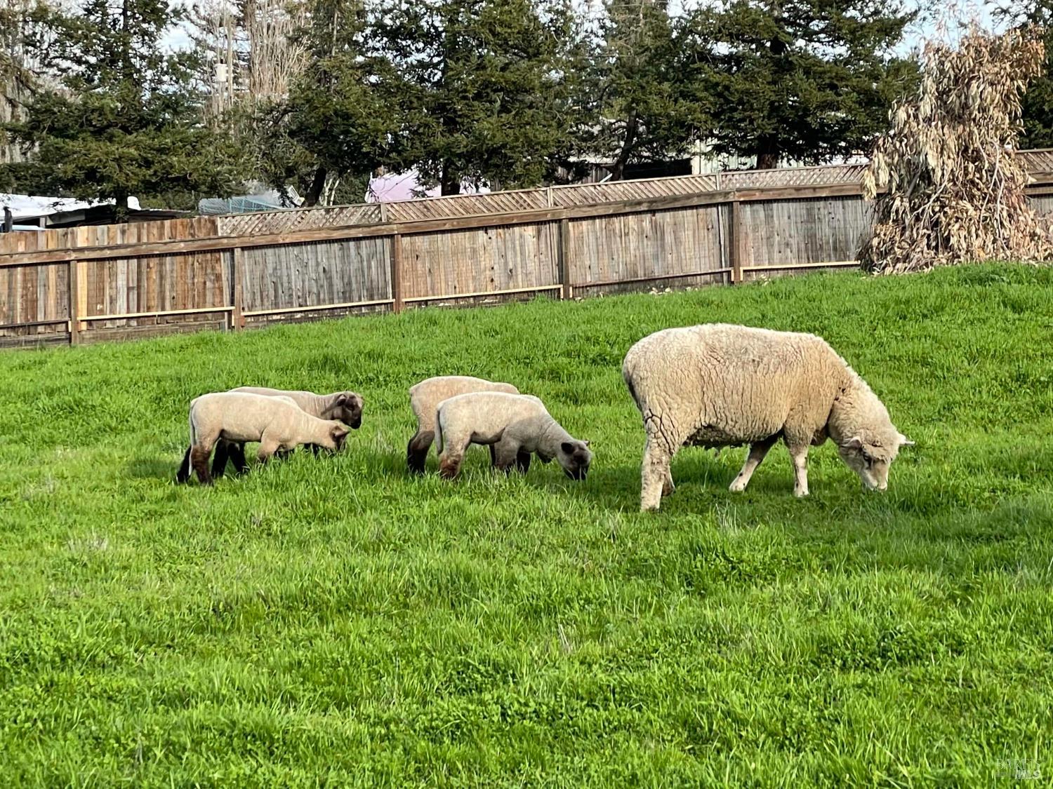 111-115 Haverfield Lane Petaluma CA 94952