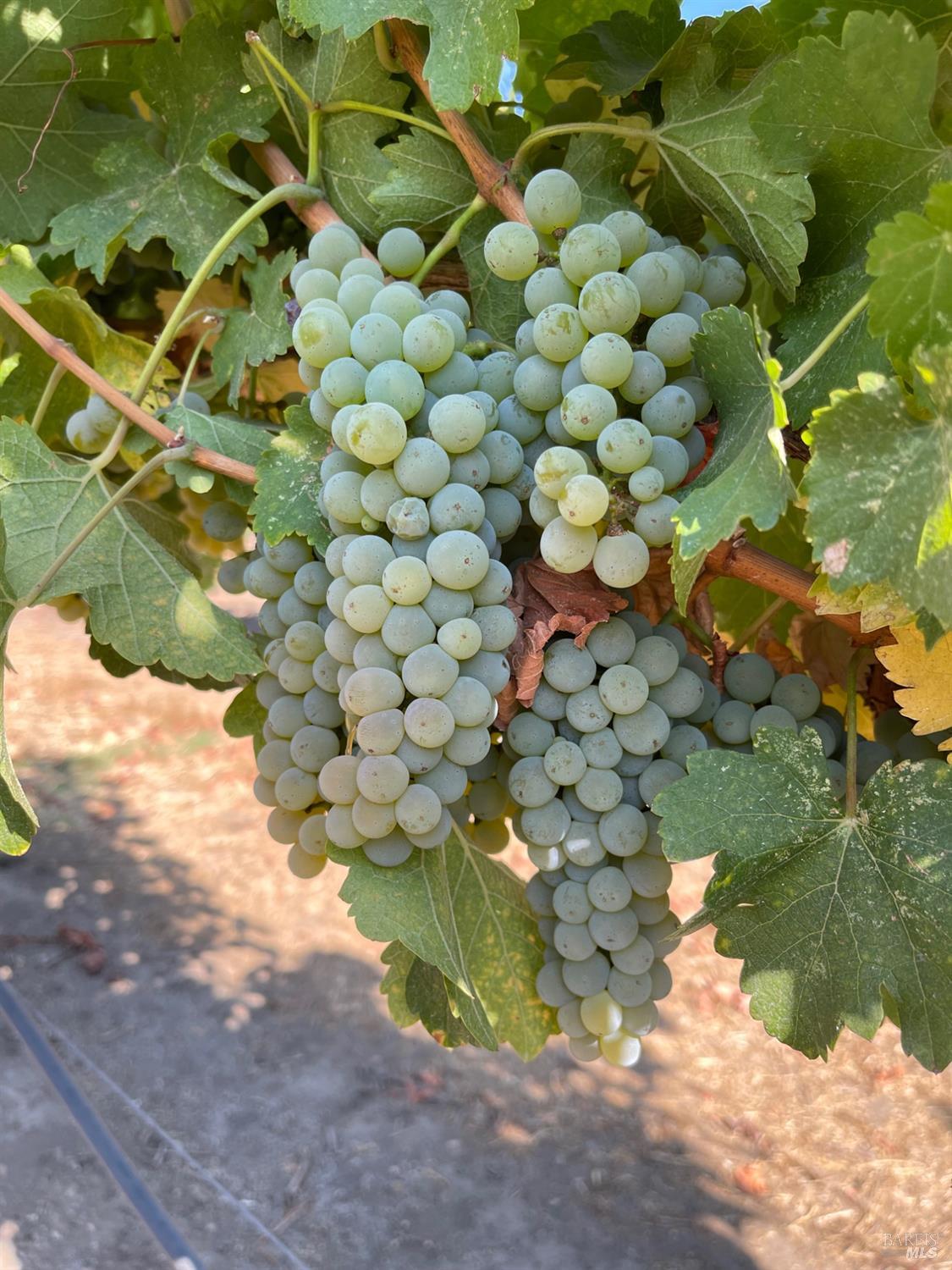 8320 Franz Valley Road Calistoga CA 94515