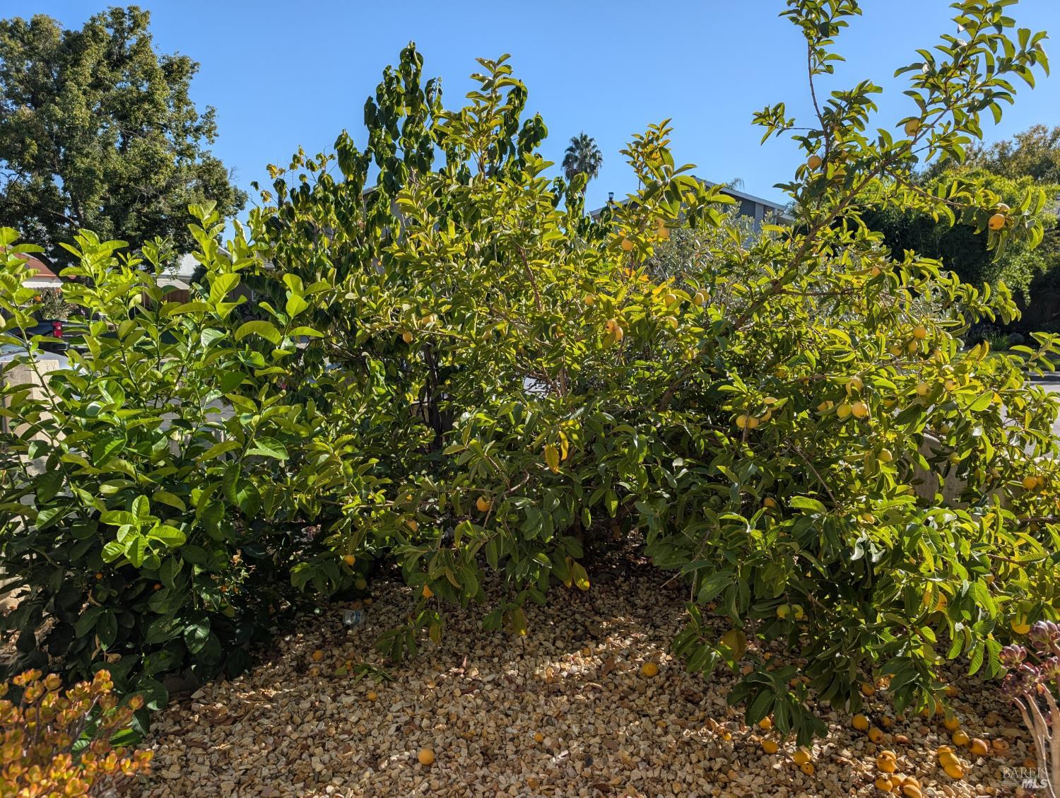 225 Woodhaven Drive Vacaville CA 95687