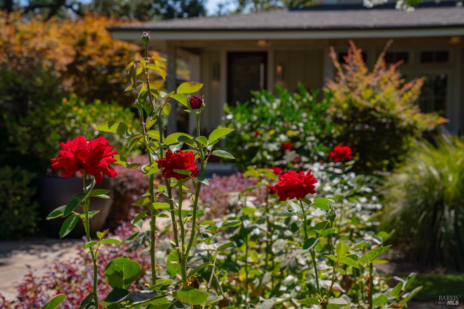 1551 Spring Street St. Helena CA 94574