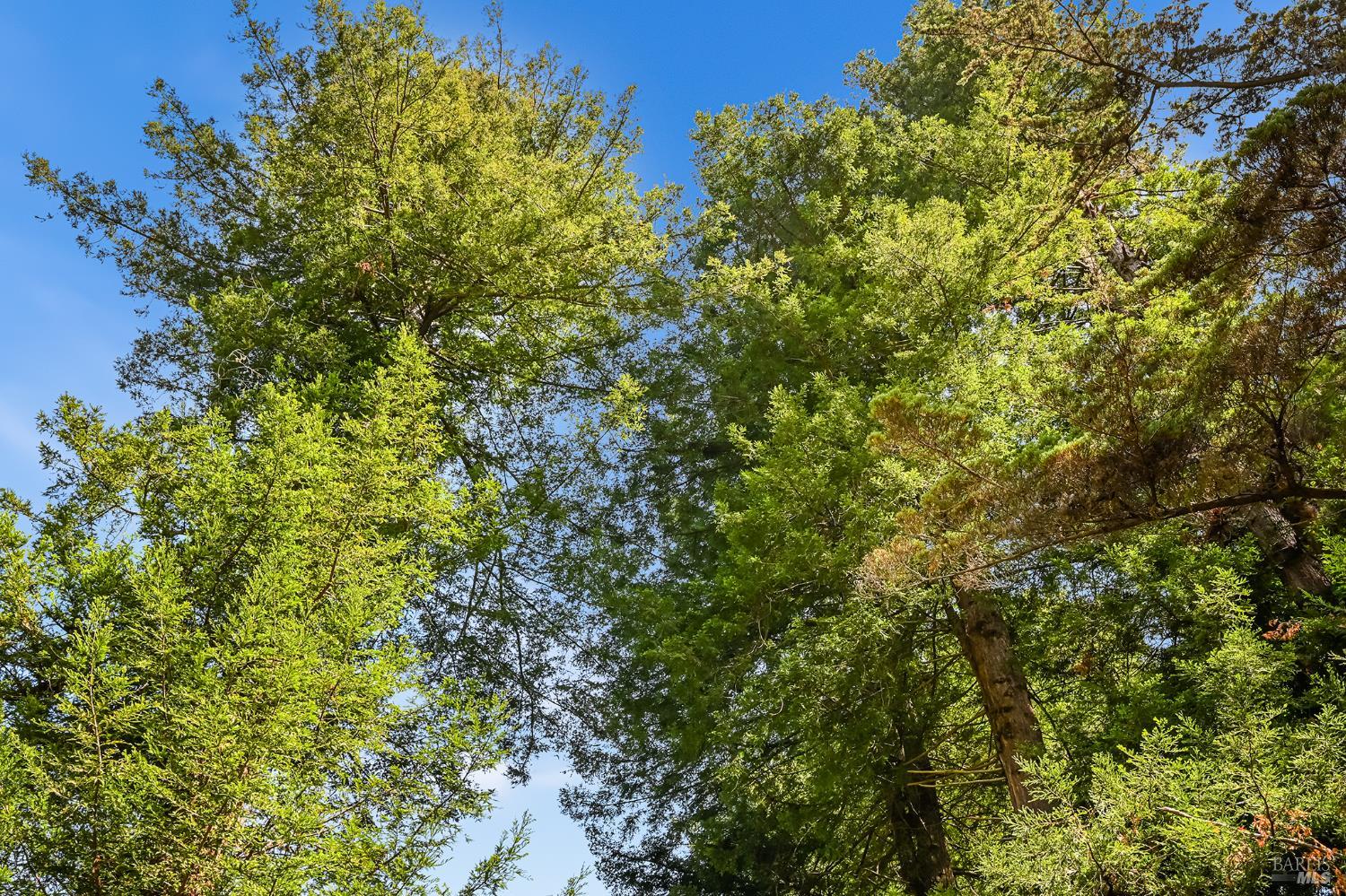 1365 Austin Creek Road Cazadero CA 95421