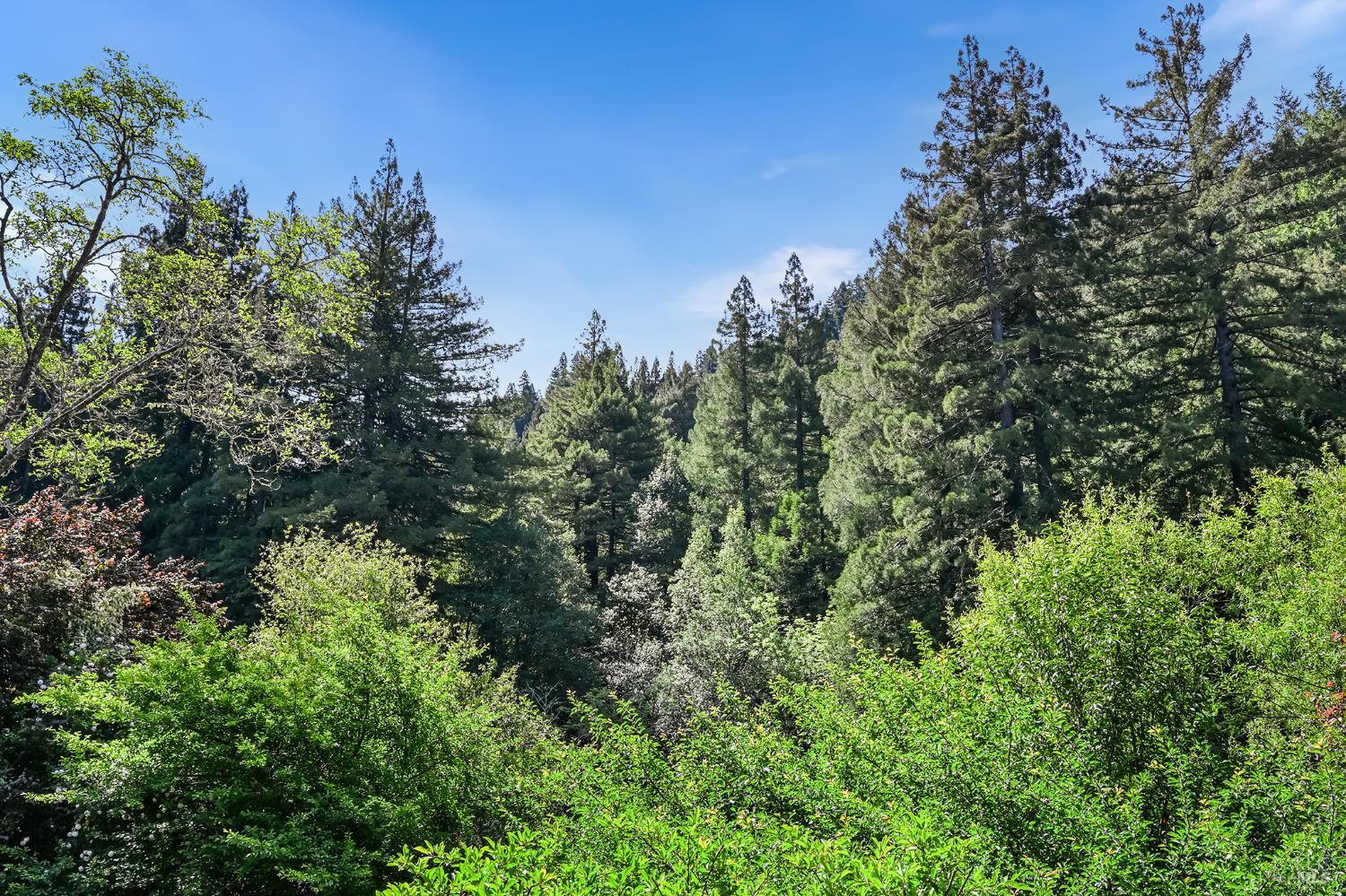 1365 Austin Creek Road Cazadero CA 95421