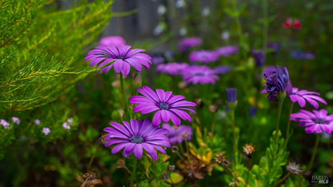 2236 Valdes Court Santa Rosa CA 95403