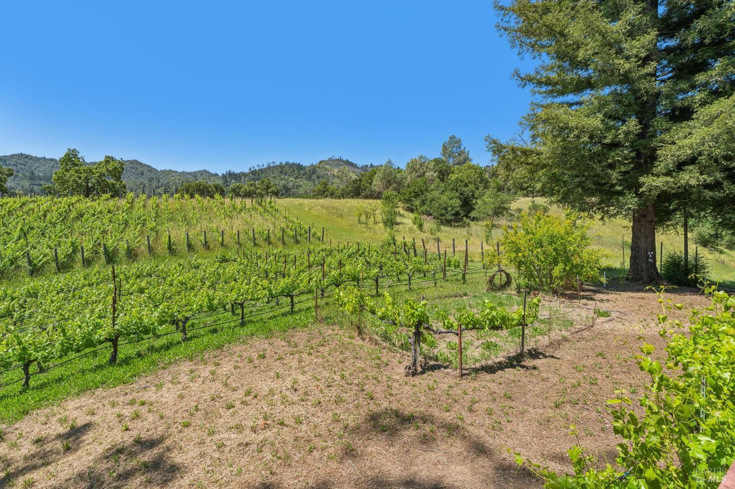 1975 Whitehall Lane St. Helena CA 94574